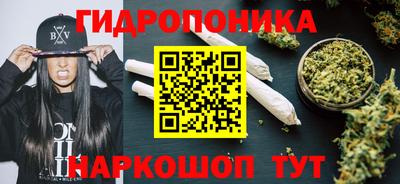бошки Кингисепп
