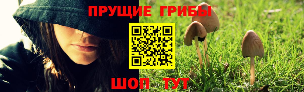 Галлюциногенные грибы Psilocybine cubensis Барабинск